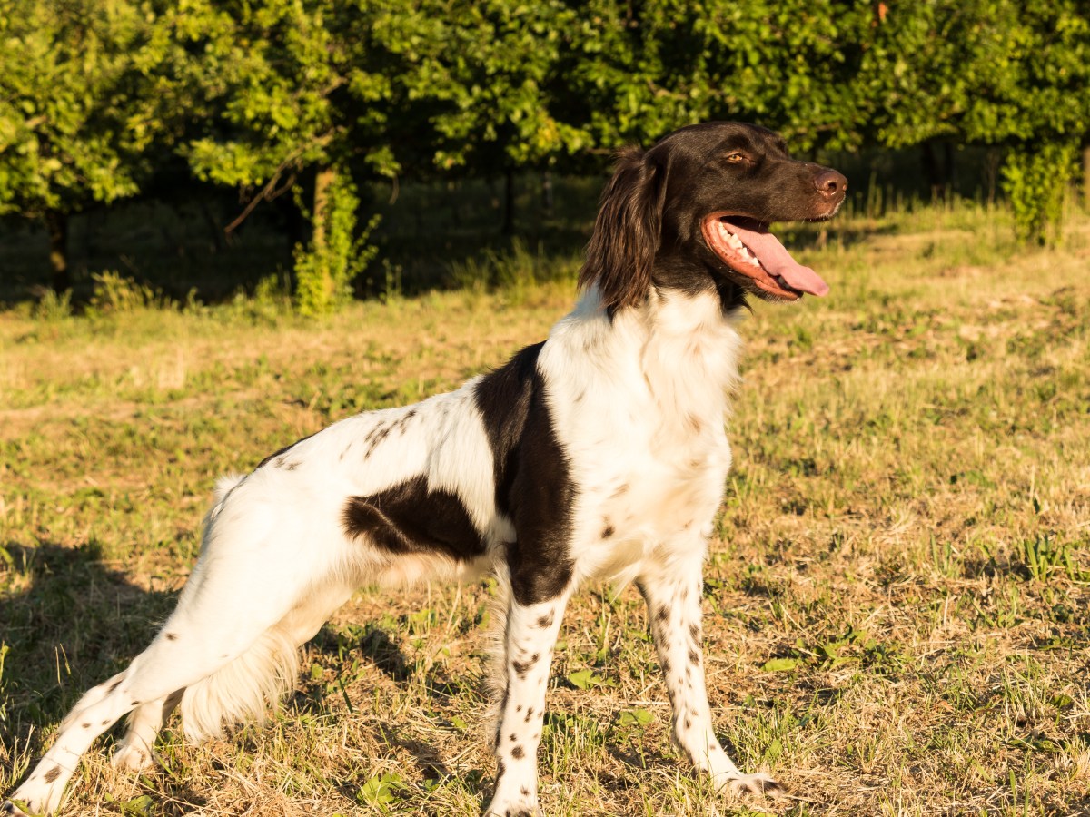 Kleiner Münsterländer: Der perfekte Familien- und Jagdhund