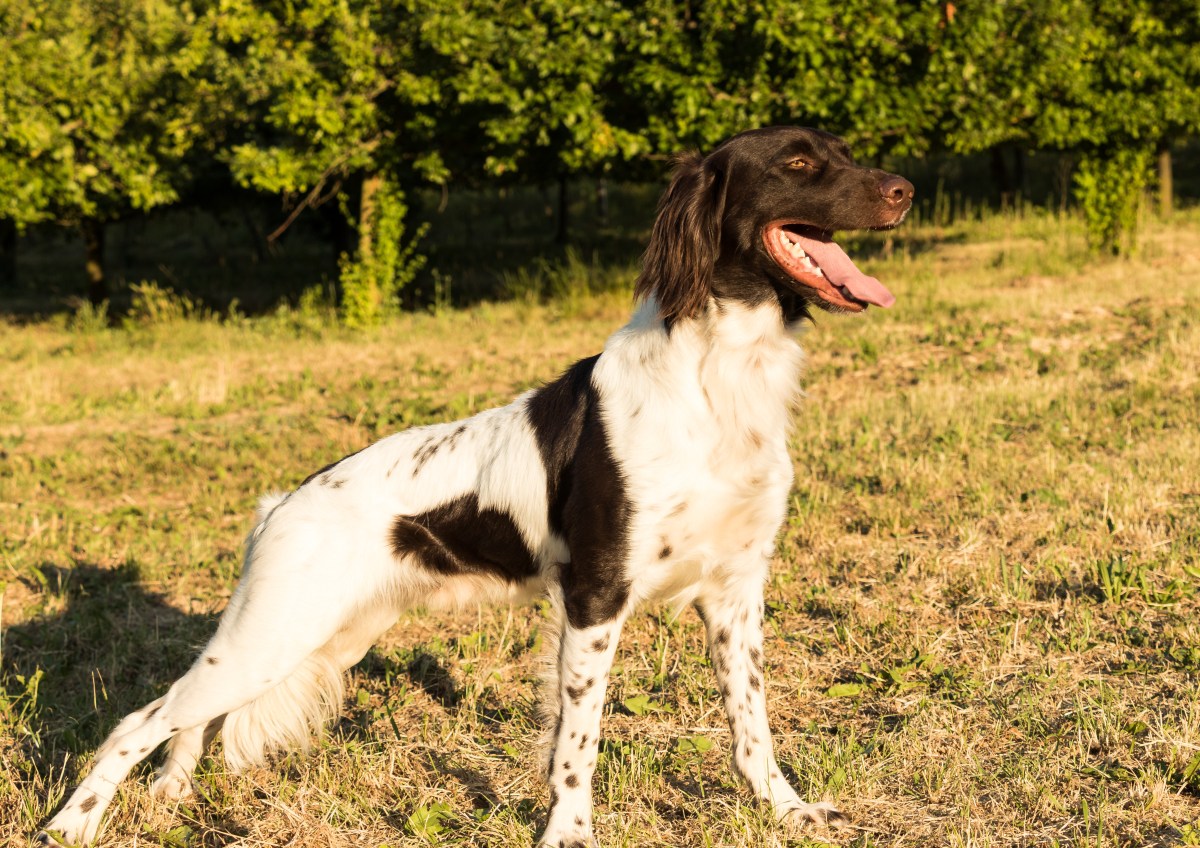 kleiner Münsterländer