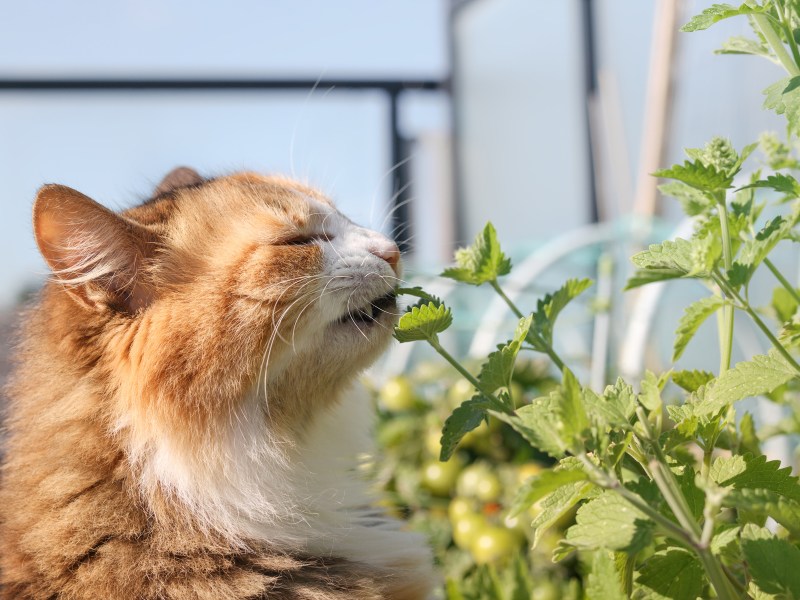 Katze schnüffelt an Kräuter