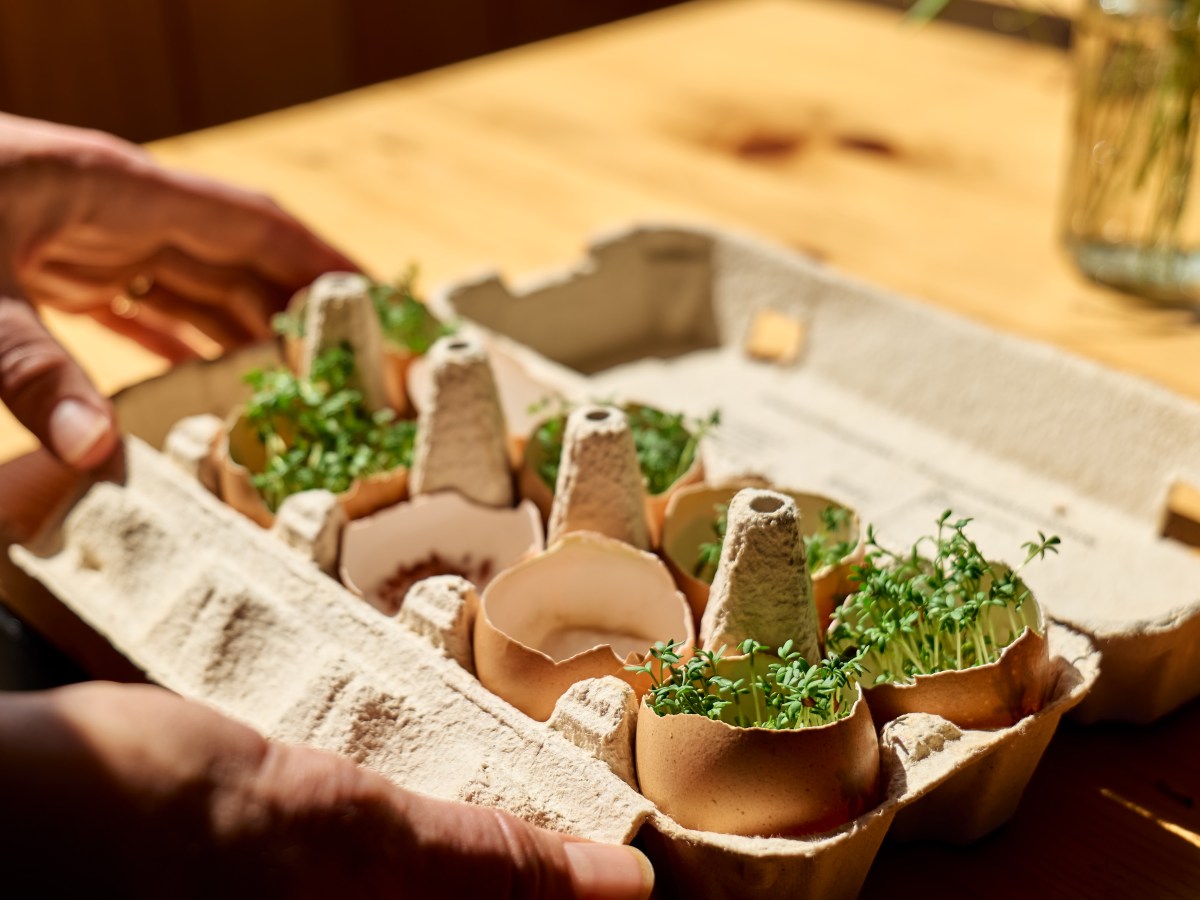 Osterdeko: So machst du Kresse-Eier ganz einfach selbst