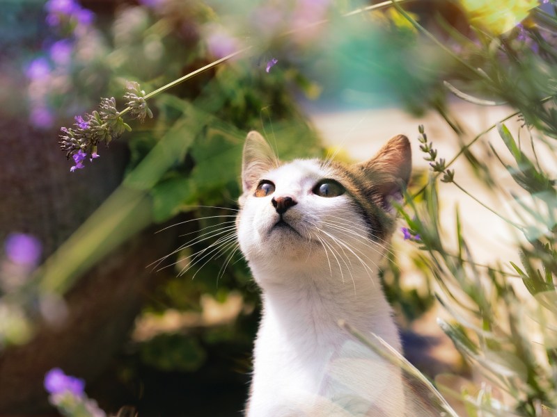 Katze riecht an Lavendel im Garten