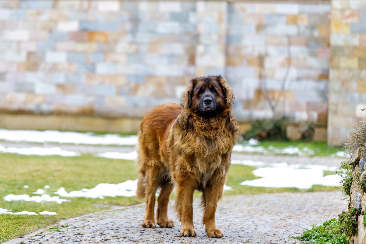 Leonberger