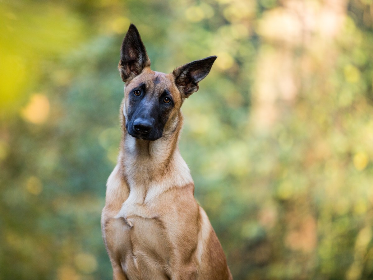 Malinois: Der ultimative Leitfaden zu Charakter, Erziehung und Pflege