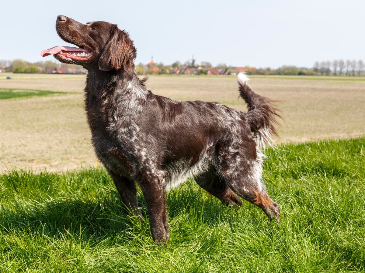 Großer Münsterländer: Der perfekte Familienhund mit Jagdinstinkt