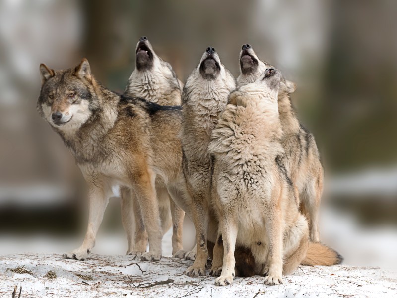 Mutierte Wölfe heulen im Wald