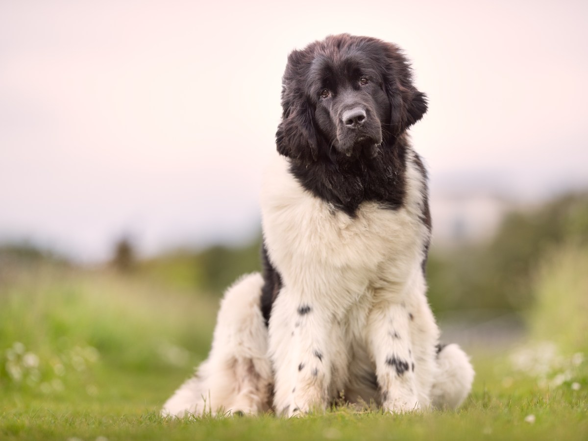 Entdecke den Neufi – Mehr als nur ein Hund