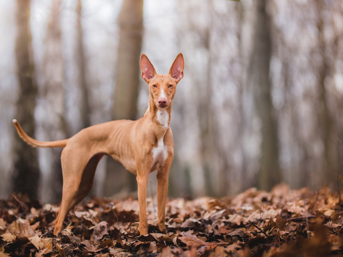 Pharaonenhund: Vollständiger Ratgeber zur antiken Hunderasse