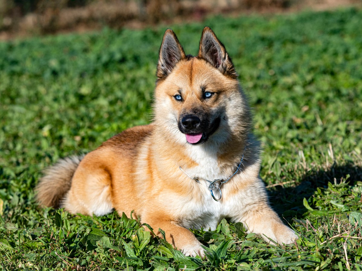 Pomsky: Charakter, Pflege & Eignung als Familienhund