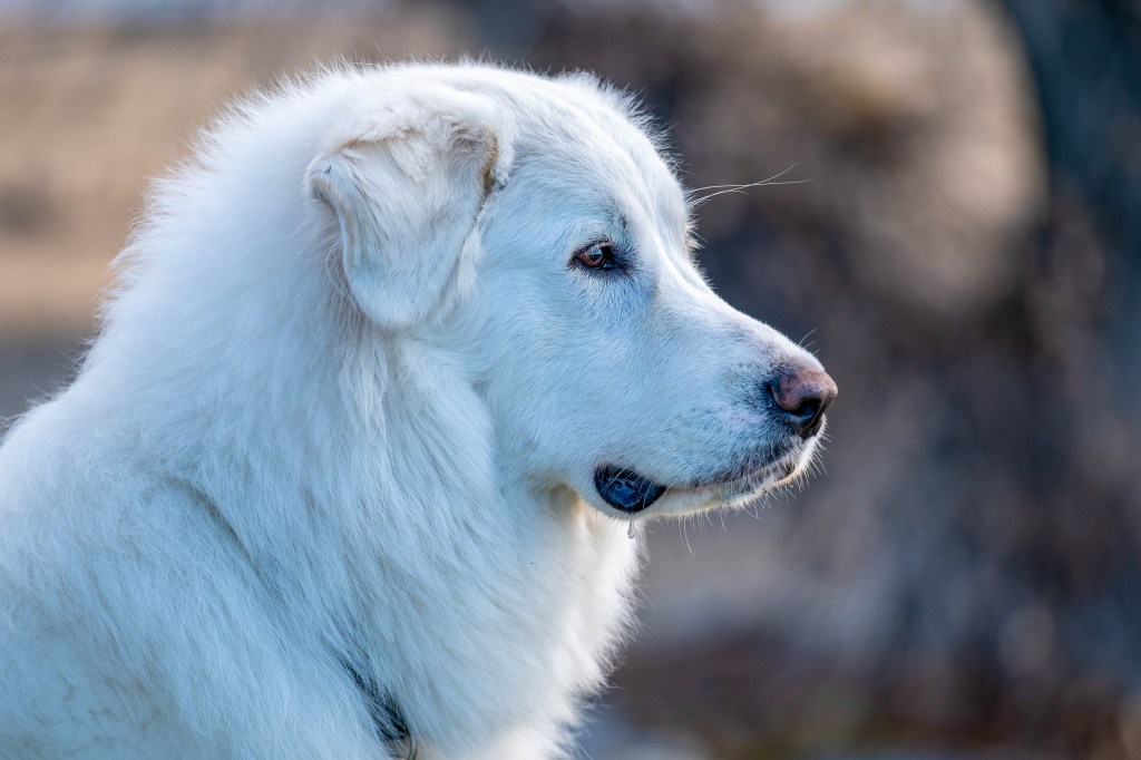 Pyren&auml;enberghund
