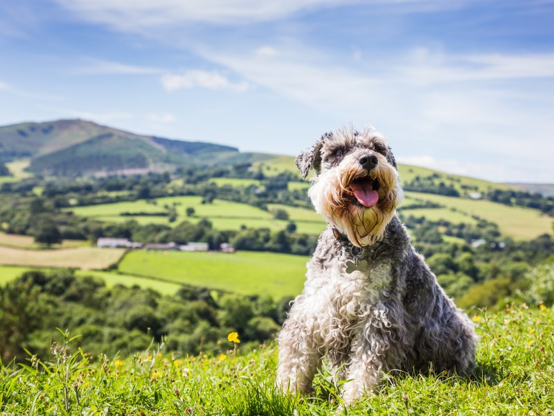 Schnauzer