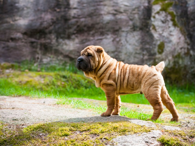 Shar Pei