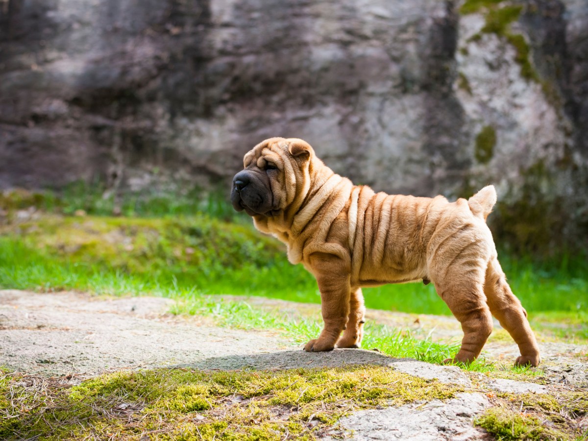 Shar Pei: Der umfassende Guide zu Charakter, Pflege und Gesundheit