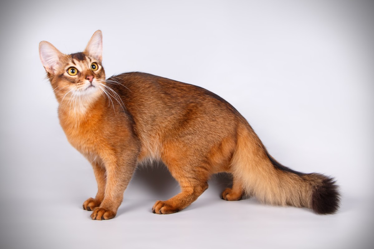 Somali Katze