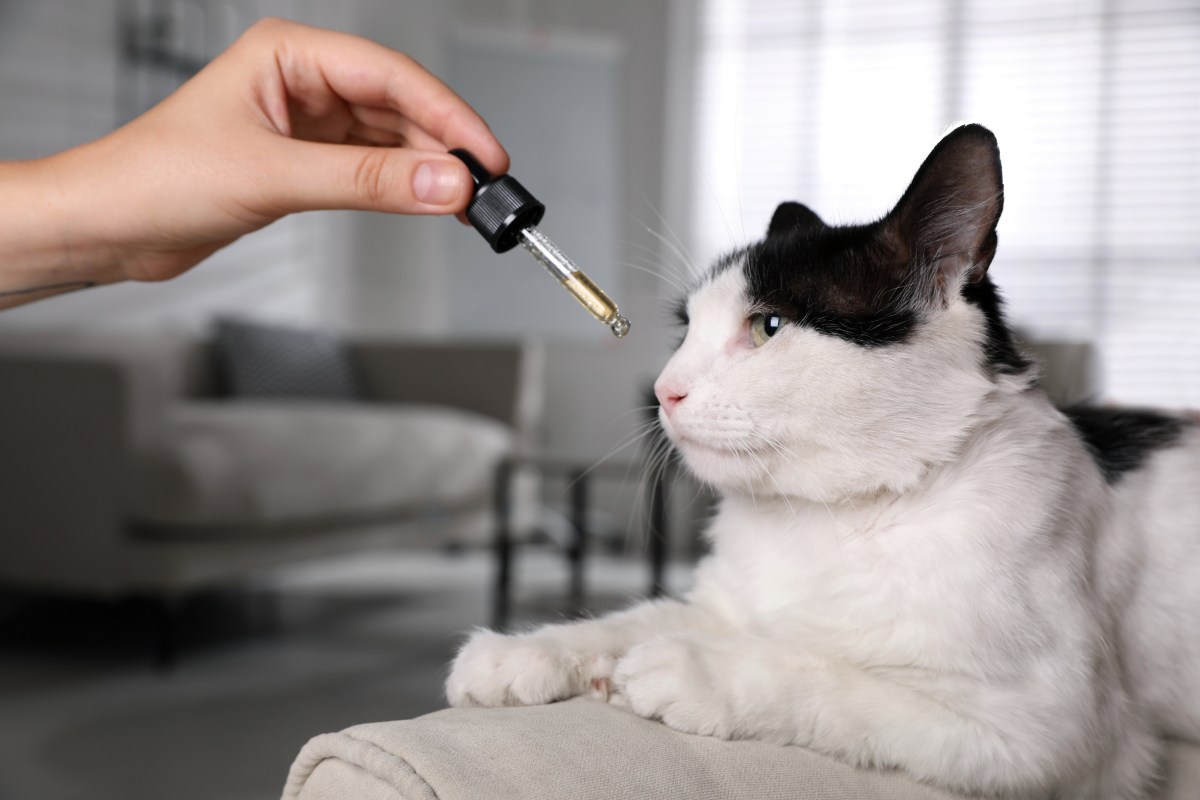 TeebaumÃ¶l wird der Katze vor die Nase gehalten