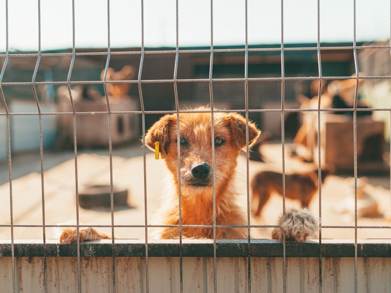 Hund im Tierheim