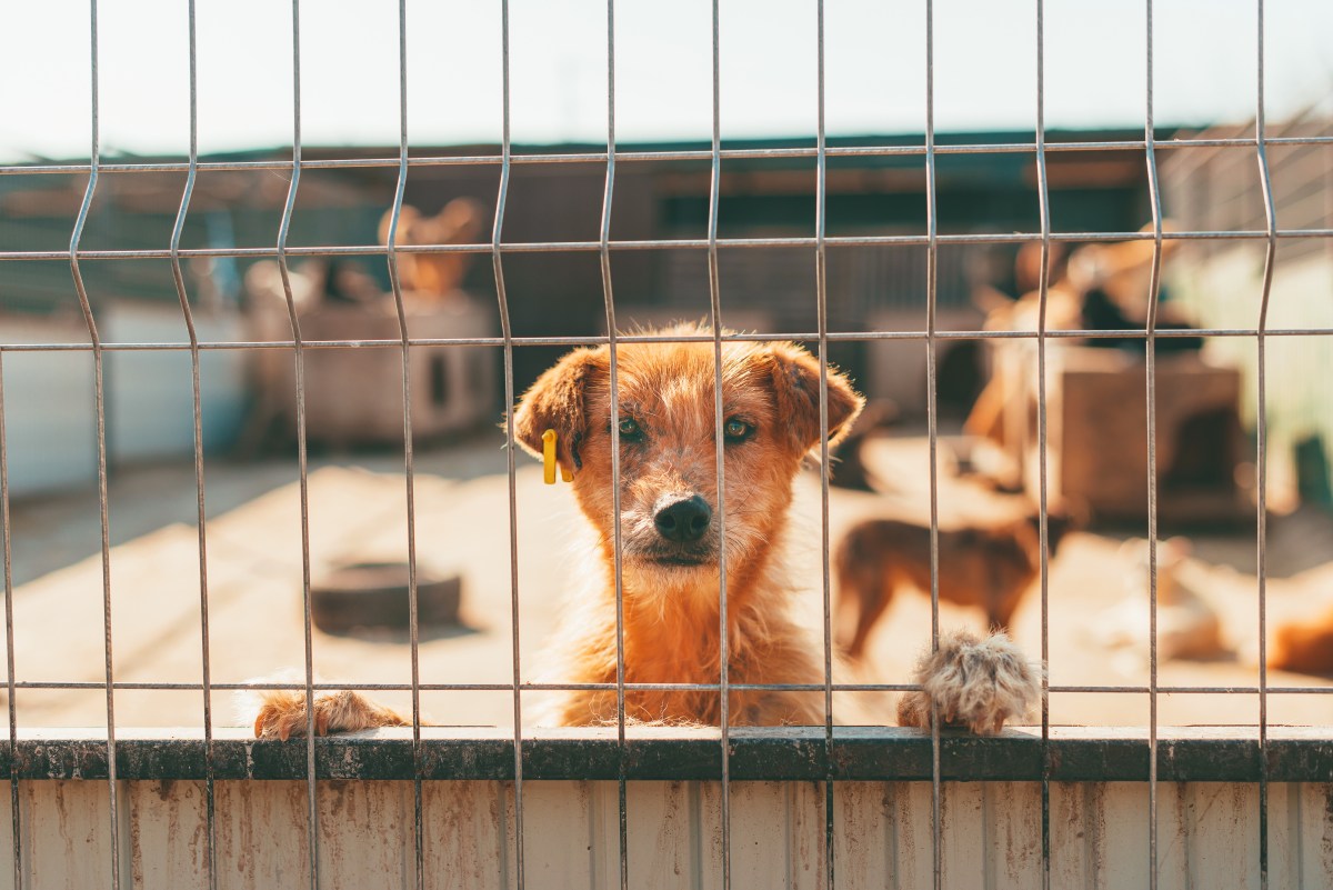 Hund im Tierheim