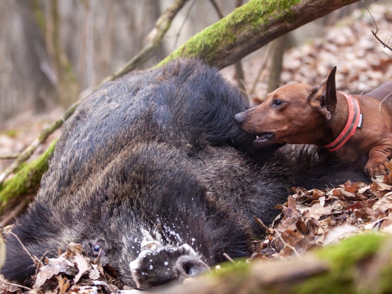 Aujeszkysche Krankheit Hund liegt neben Wildschwein