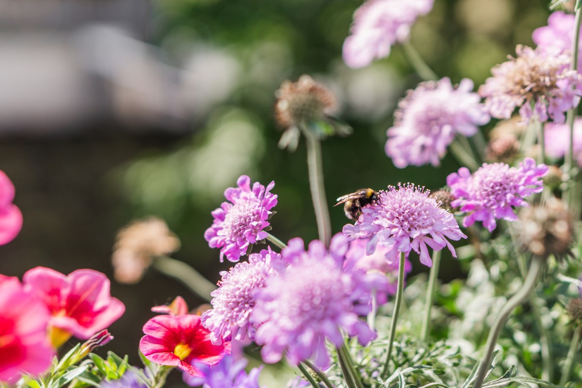 Bienenfreundliche Balkonpflanzen