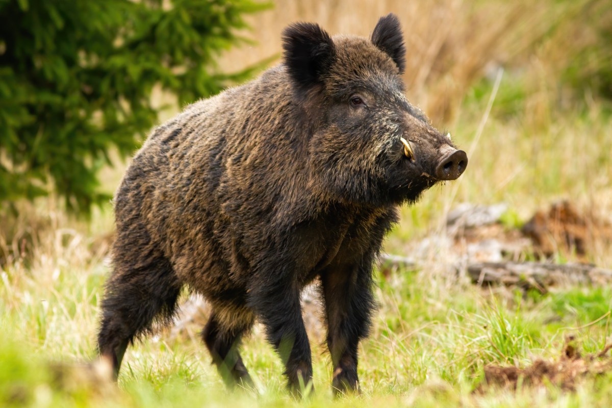 Begegnung im Wald mit Wildschwein