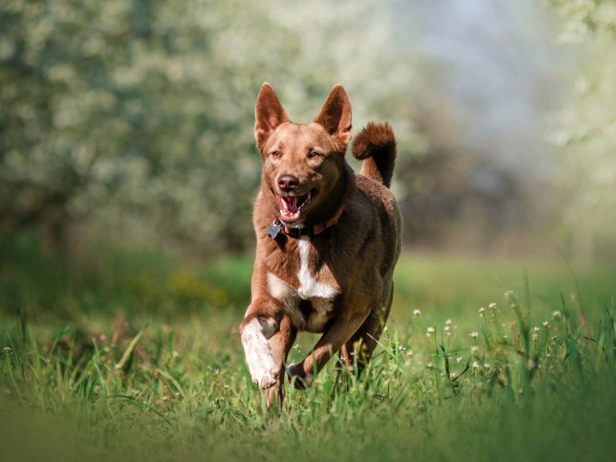 Hund im FrÃ¼hling