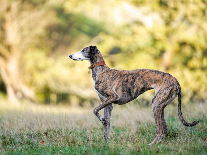 Galgo