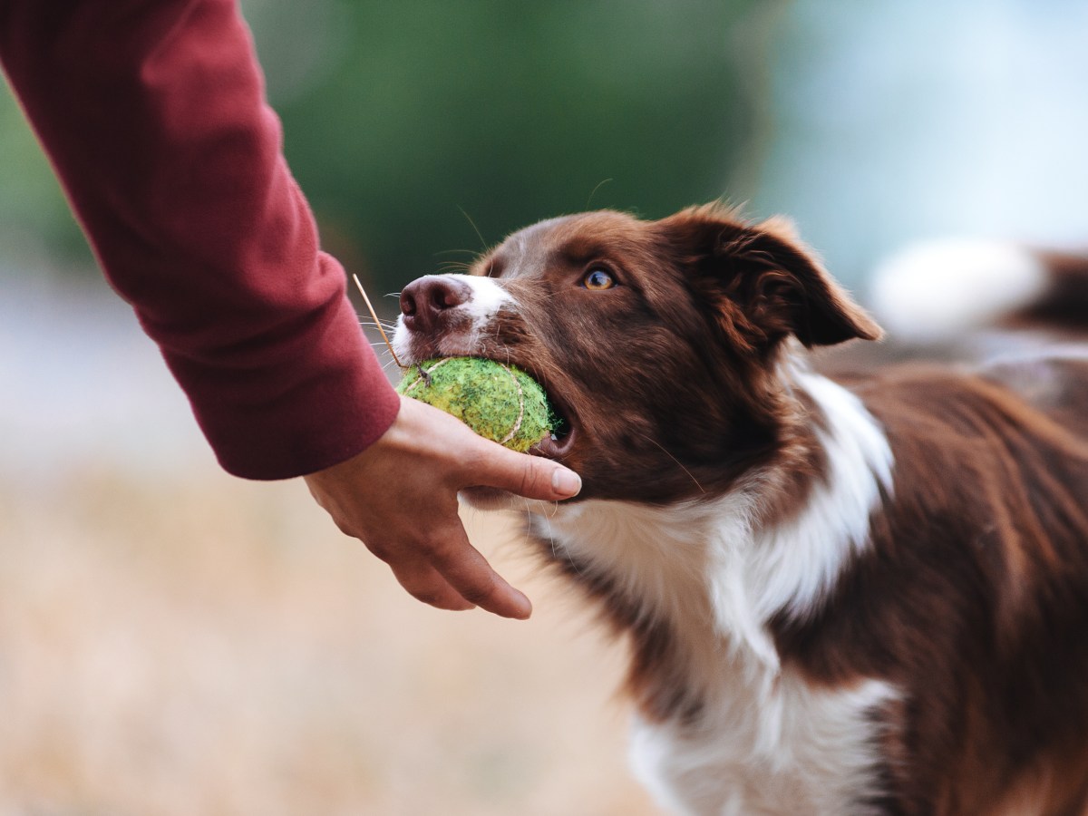 Hund mit Ball