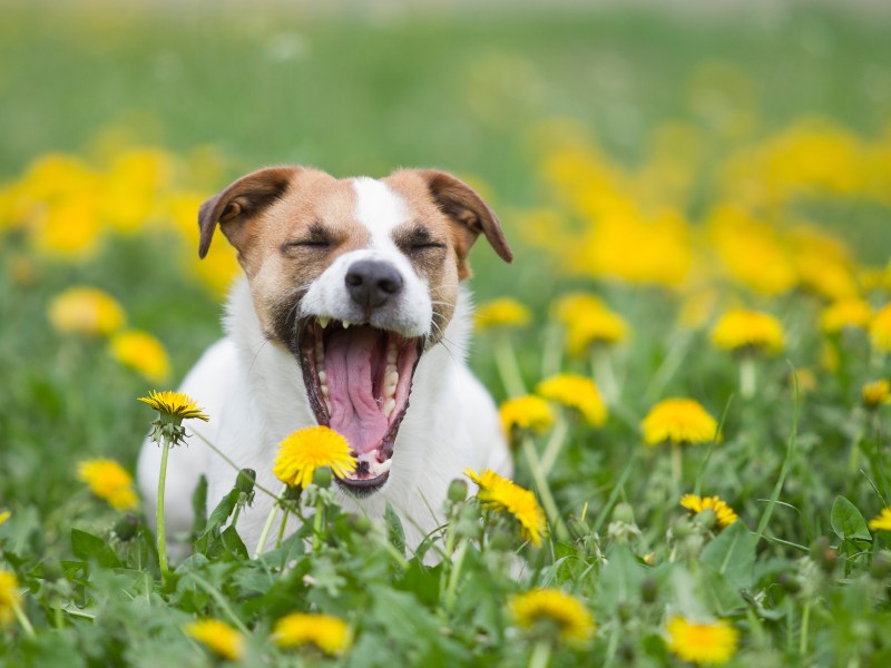 Hund im Blumenfeld