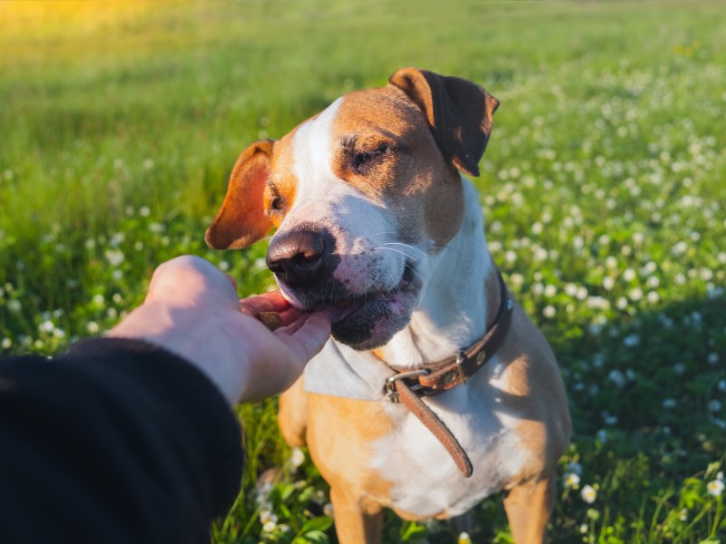 Hund im Frühling