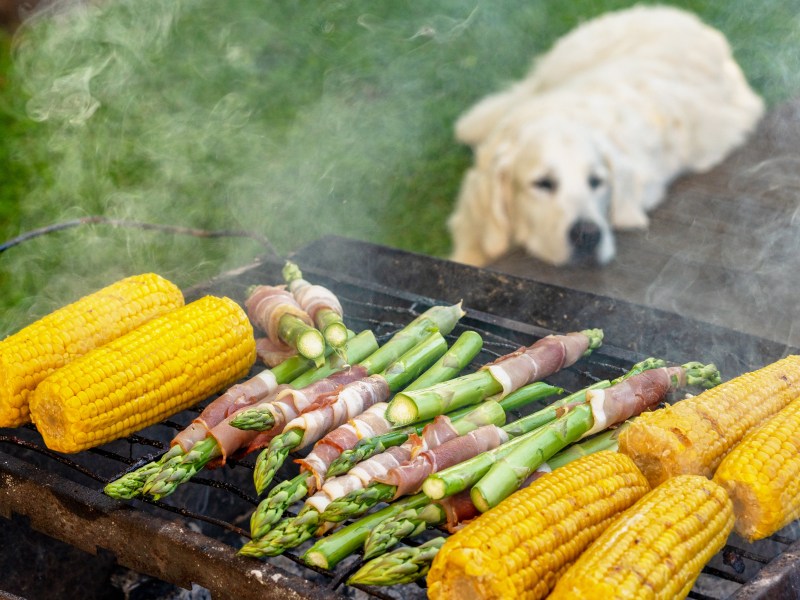 Hund und Spargel