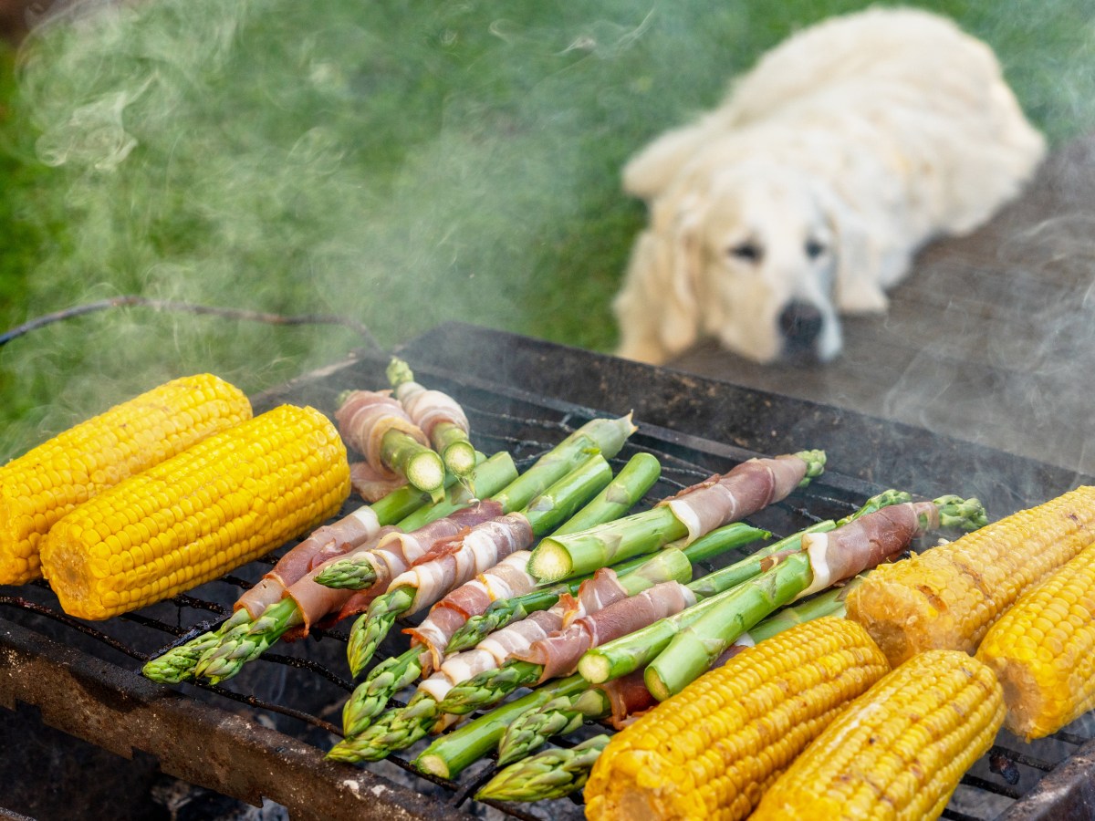 Hund und Spargel