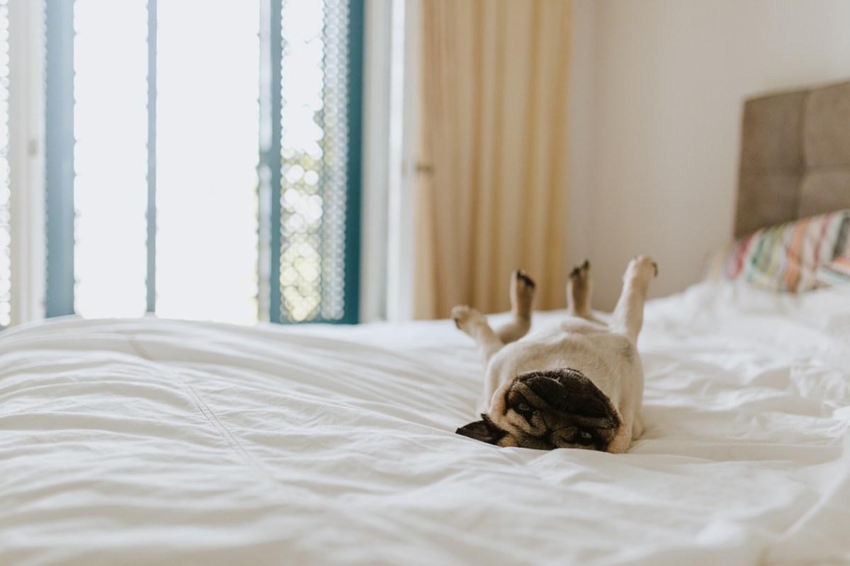 Hund im Hotelbett