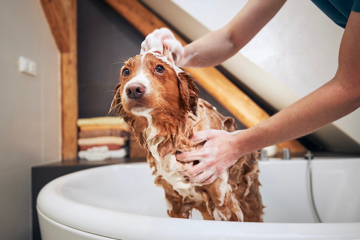 Hund in der Badewanne