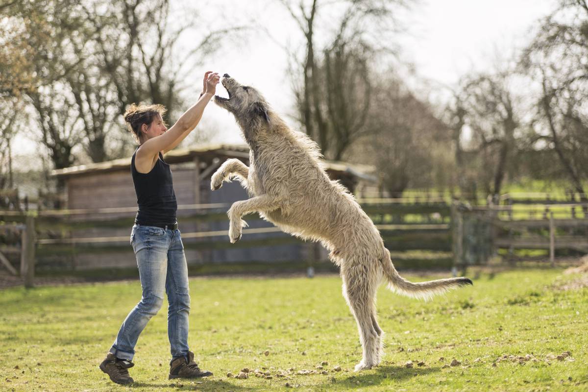 Irischer Wolfshund