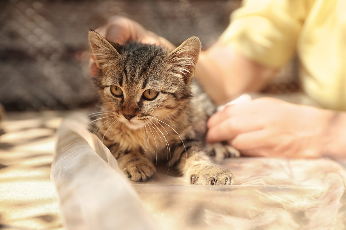 Kater im Tierheim wird gestreichelt