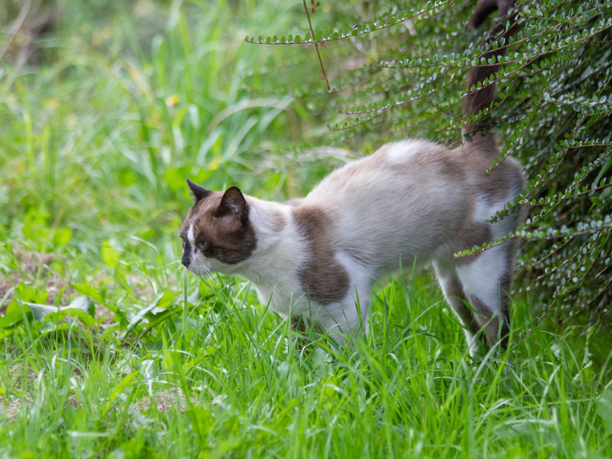 katze sprÃ¼ht urin an busch