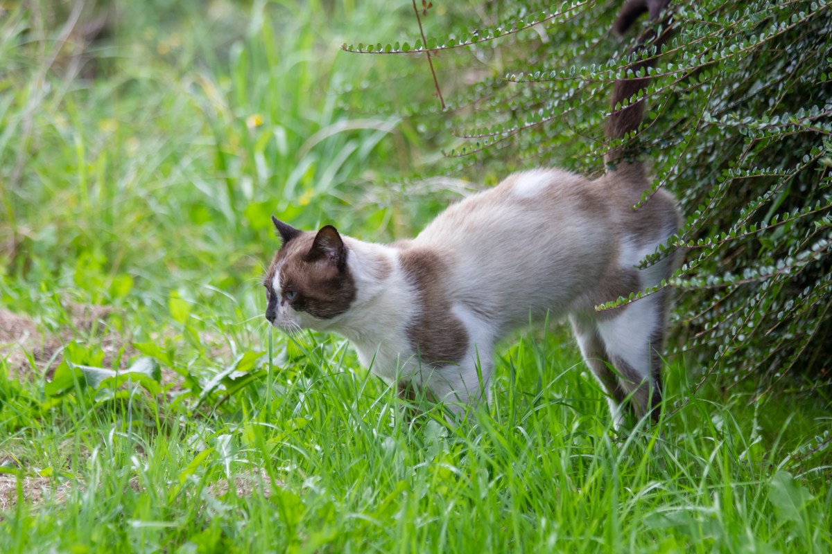 katze sprüht urin an busch