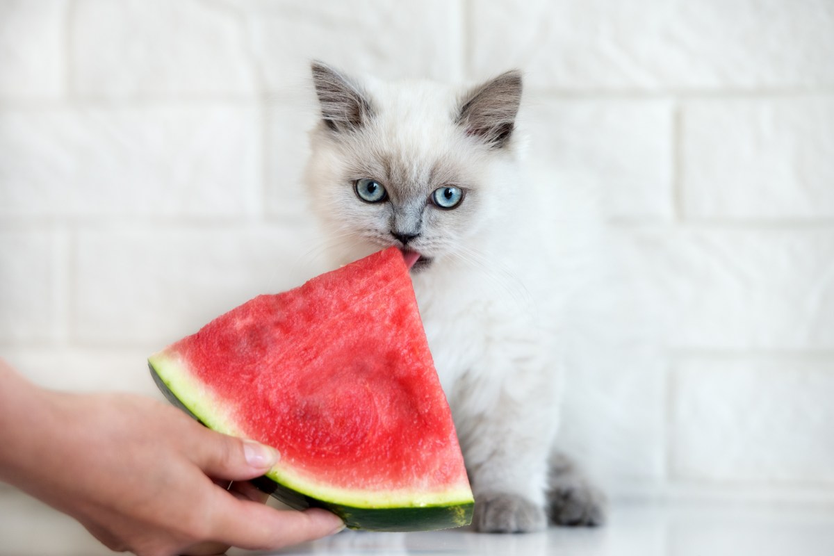 Katze beißt in eine Wassermelone