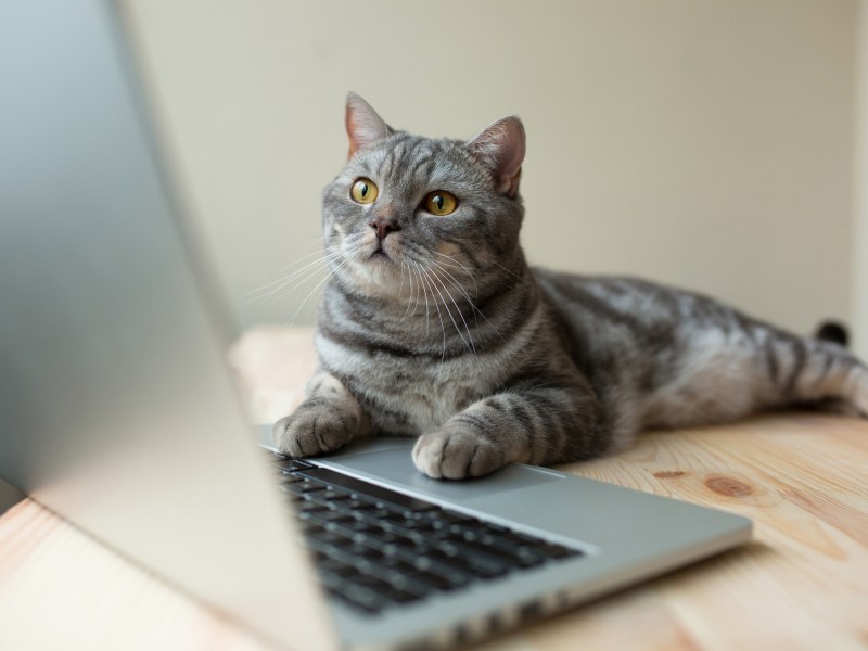 Katze am Laptop googlen