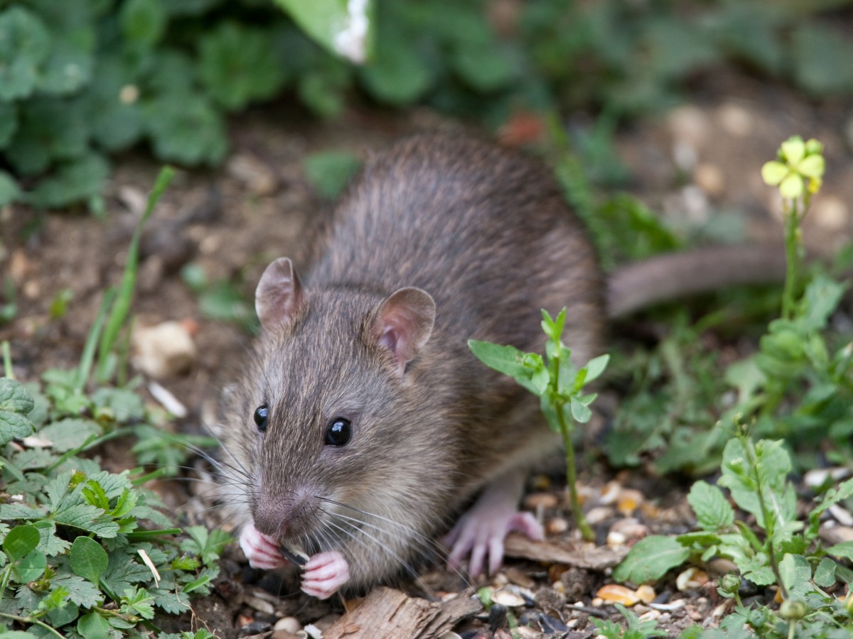 Ratten im Garten: 2 einfache Tricks, um sie loszuwerden & fernzuhalten