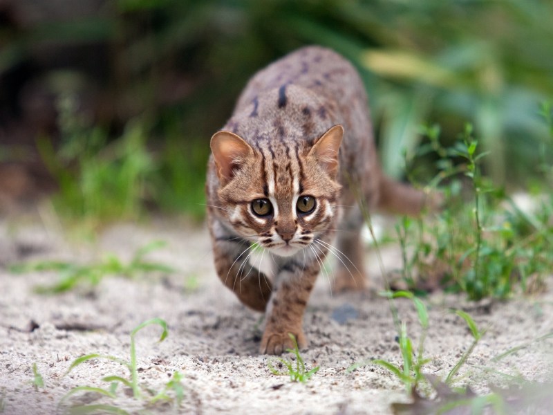 Rostkatze läuft in die Kamera