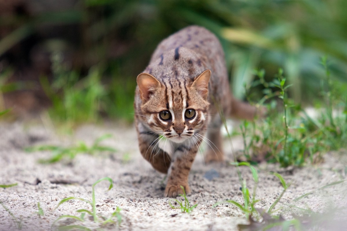 Rostkatze läuft in die Kamera