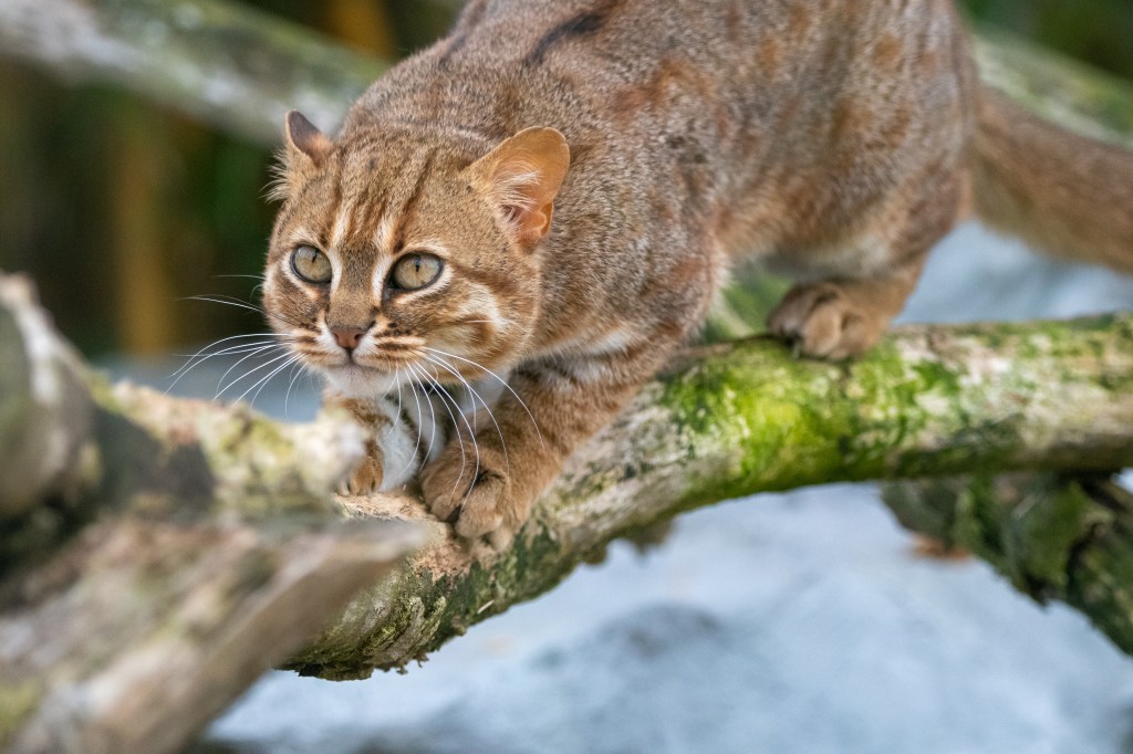 Rostkatze auf einem Baumstamm