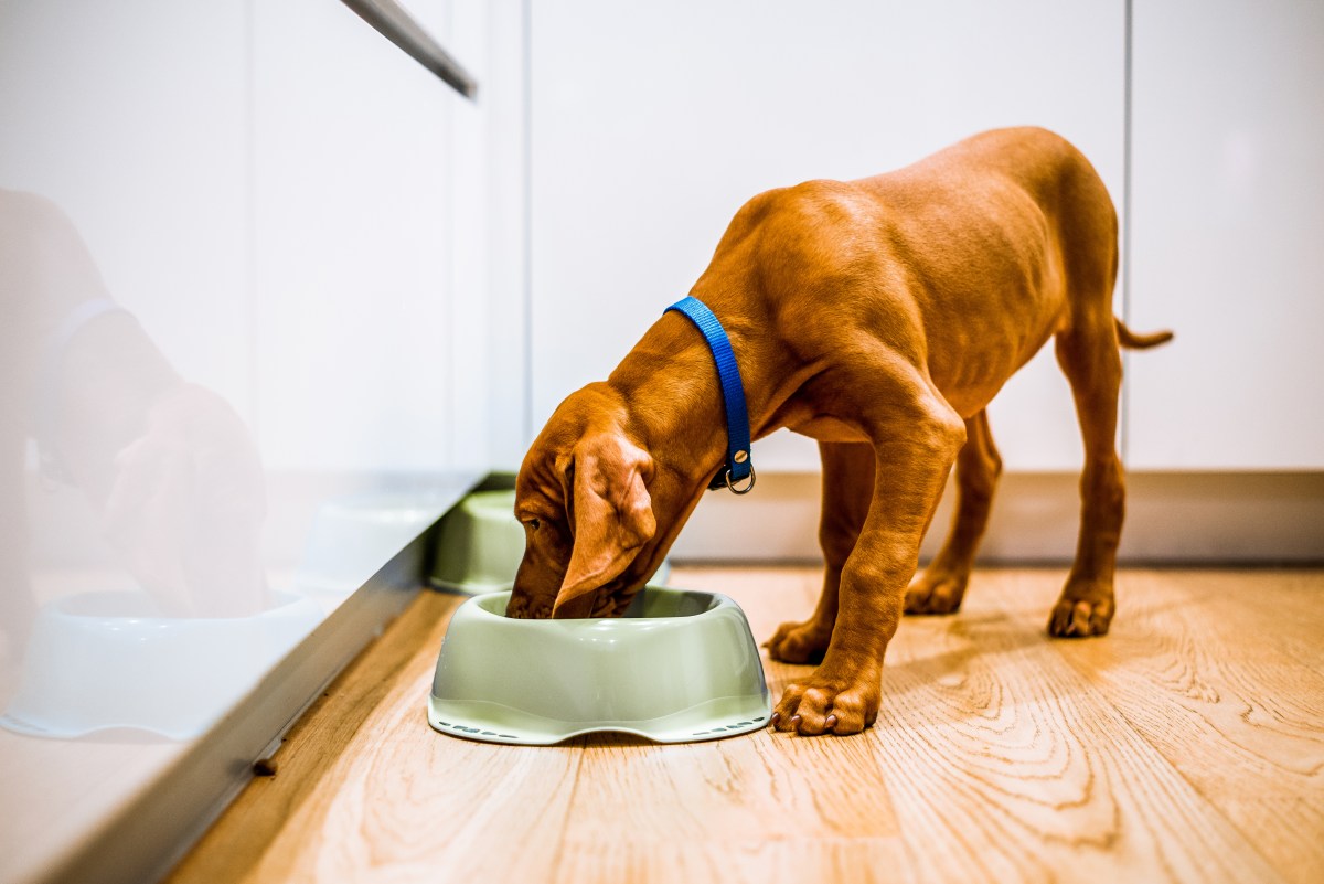 Allergiefutter für Hunde