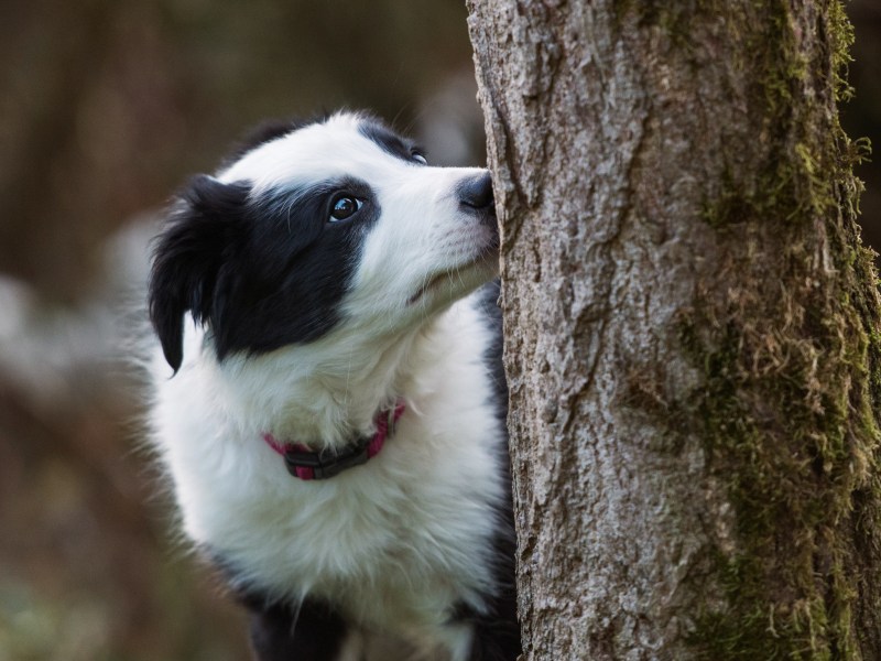 Hund schnüffelt an Baum