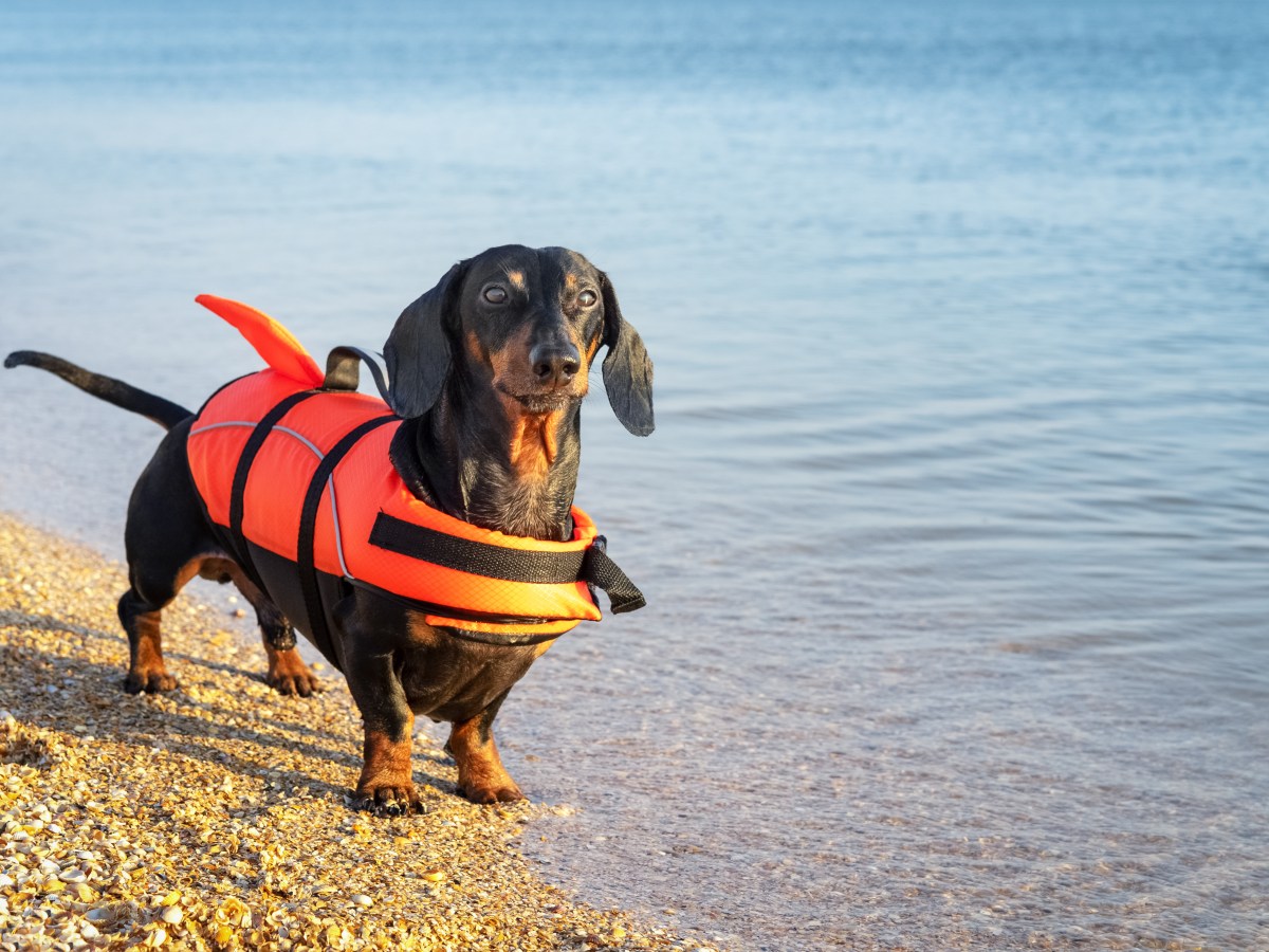 Dackel mit Schwimmweste