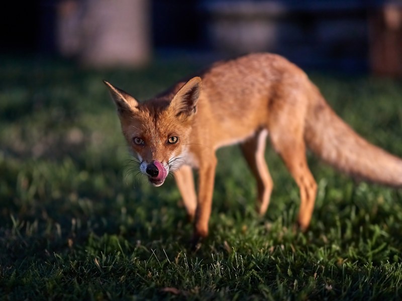 Fuchs im Garten auf dem Rasen