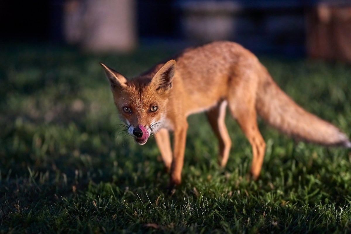 Fuchs im Garten auf dem Rasen