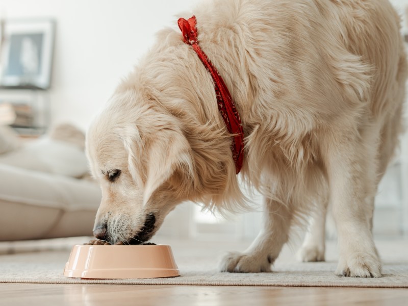 Hund beim Essen