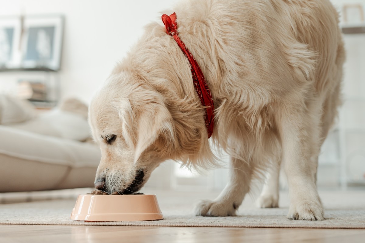 Hund beim Essen