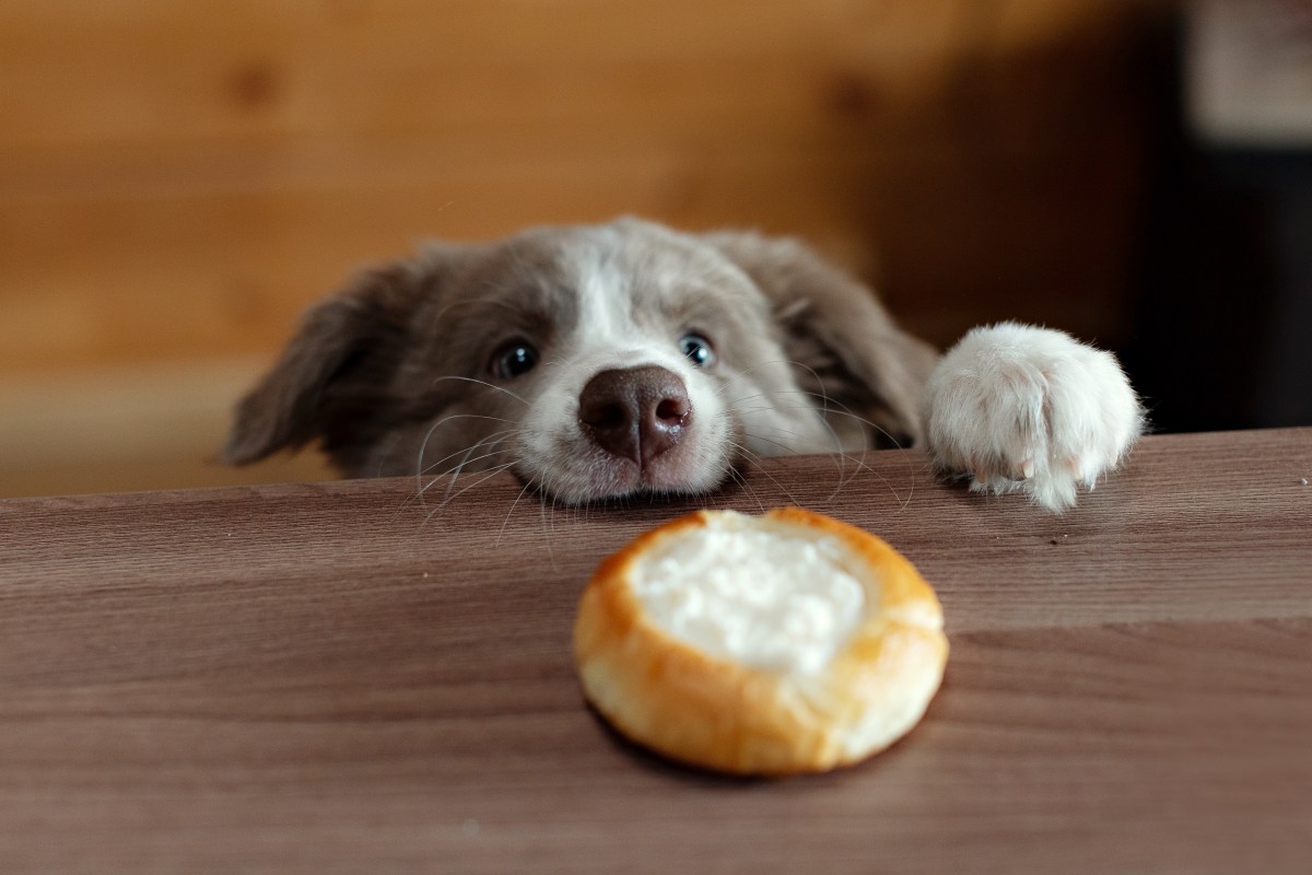 HÃ¼ttenkÃ¤se fÃ¼r Hunde